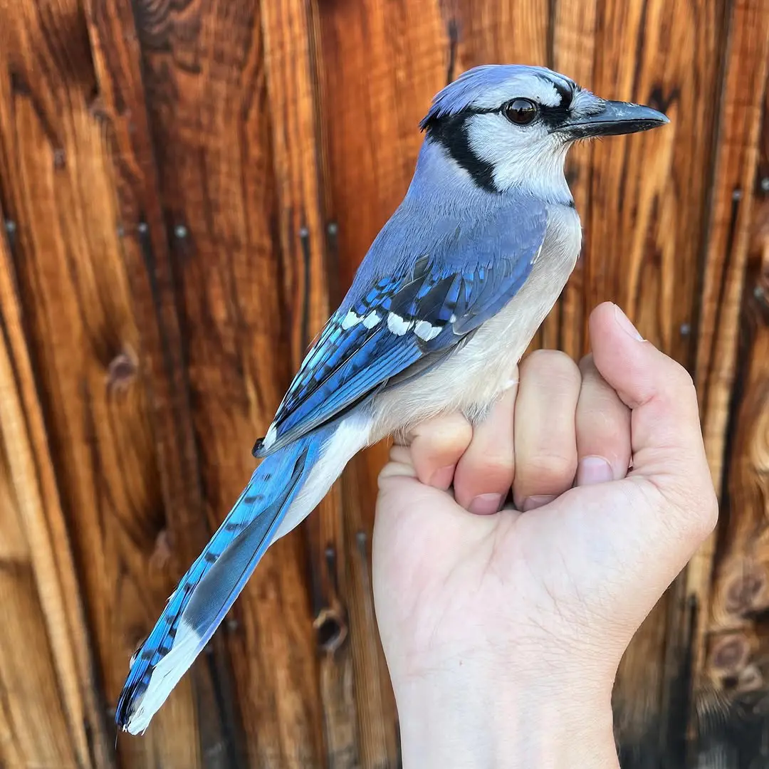 What Do Blue Jays Eat And What To Feed Them