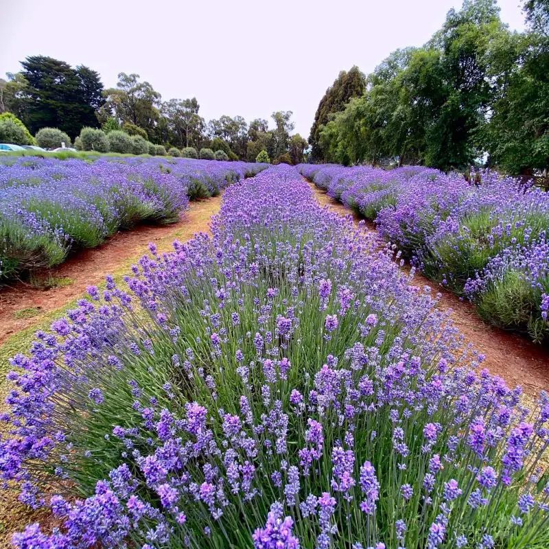 How To Propagate Lavender In 12 Steps