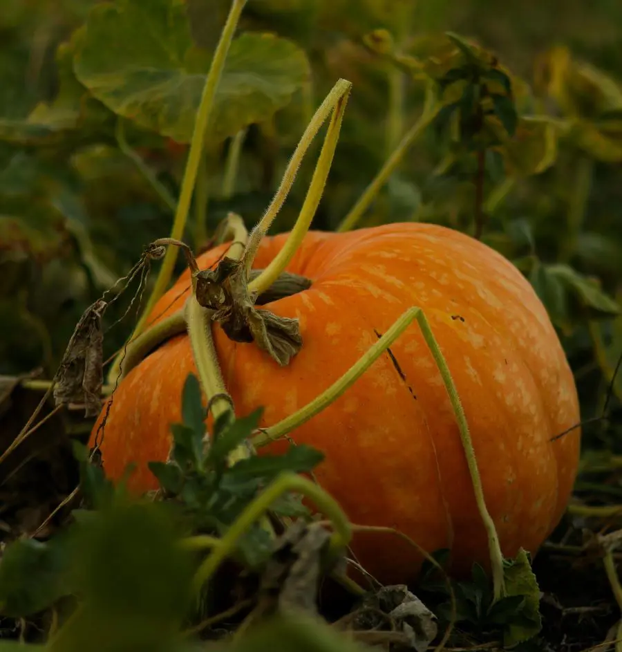 15 Best Pumpkin Companion Plants & What To Avoid
