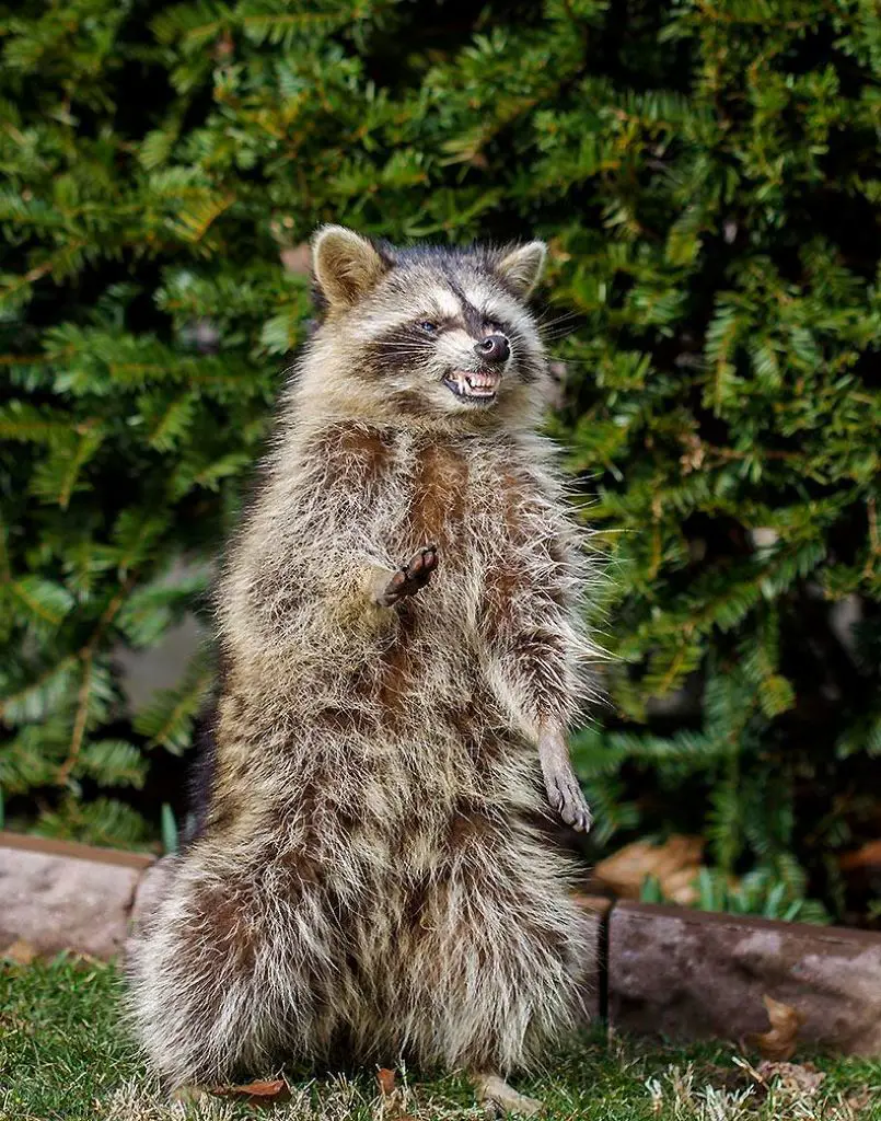 How To Get Rid Of Raccoons In Your Yard