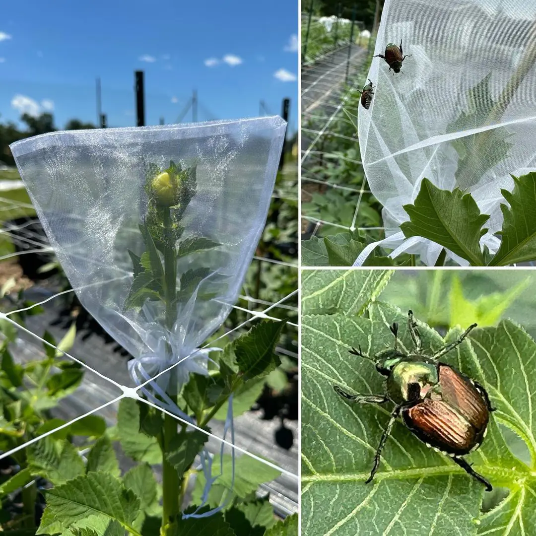 How To Get Rid Of Japanese Beetles In Garden