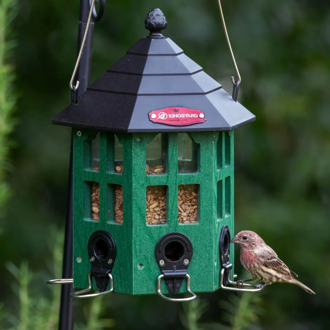 What Do Birds Eat In Home And Wild