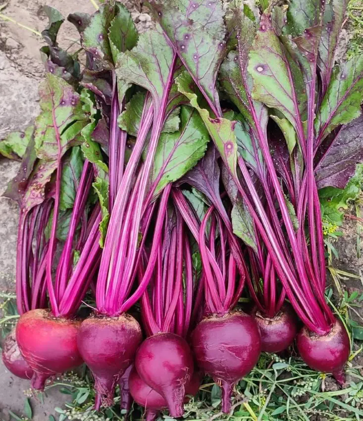 A Step-By-Step Guide On How To Grow Beets