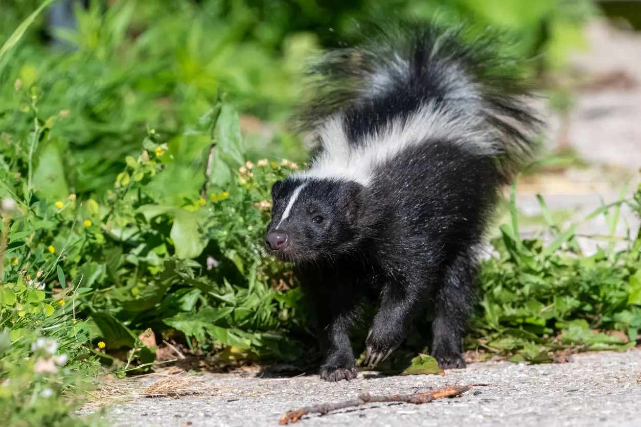 How to Get Rid of Skunks from Your Yard