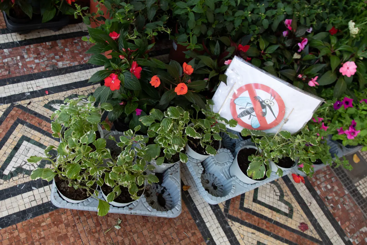 23 Mosquito Repellent Plants You Should Have in Your Garden