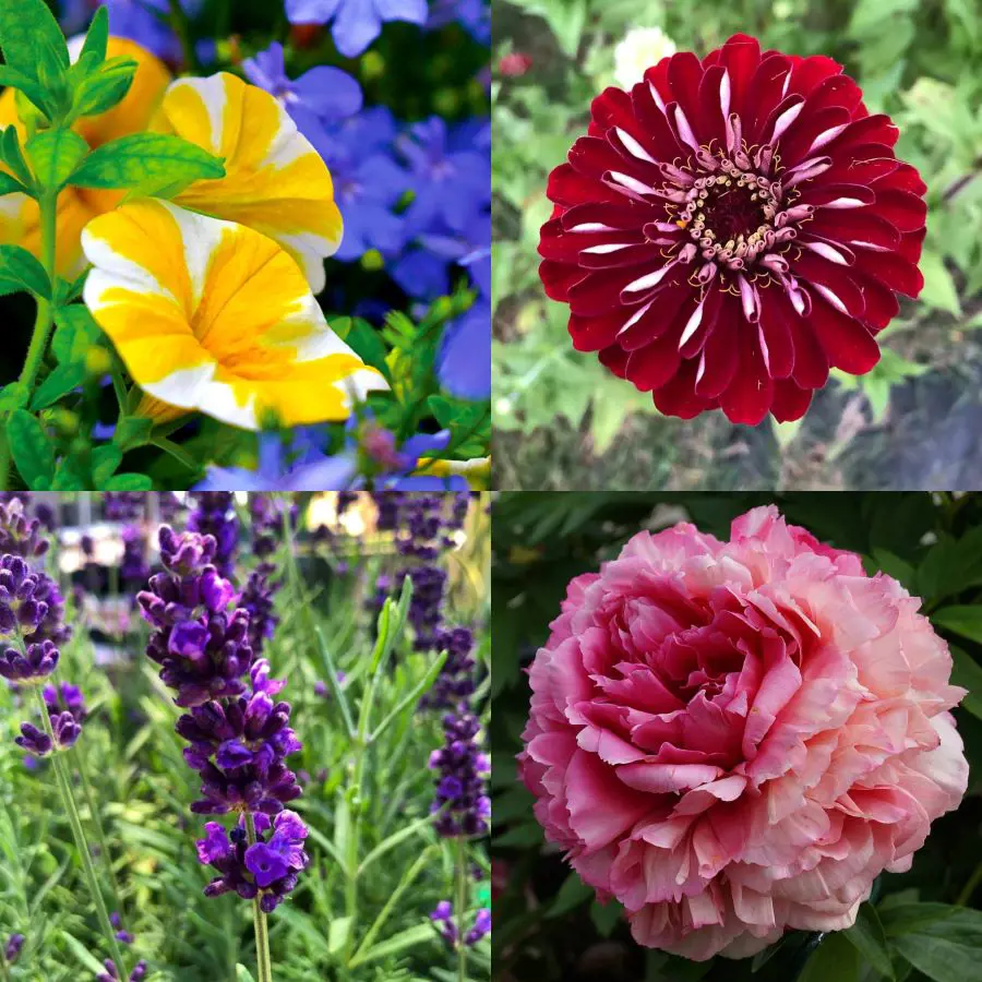 Annuals vs Perennials For Landscaping - Differences To Know