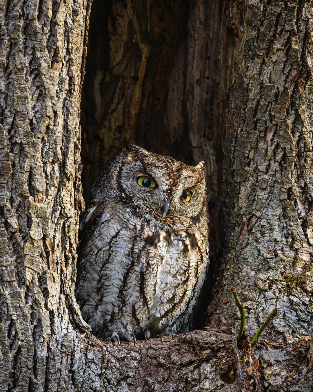What Do Owls Eat In Your Yard And Wild