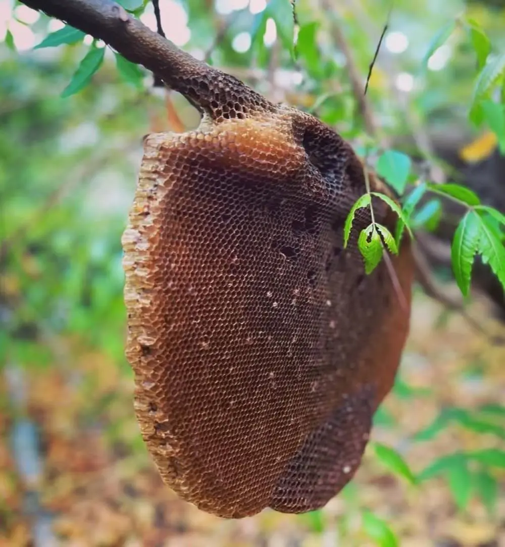 How To Get Rid Of Bee Nest?