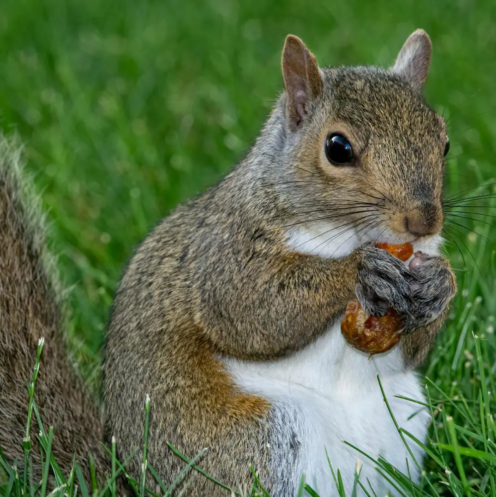 What Do Squirrels Eat In Your Home And Yard