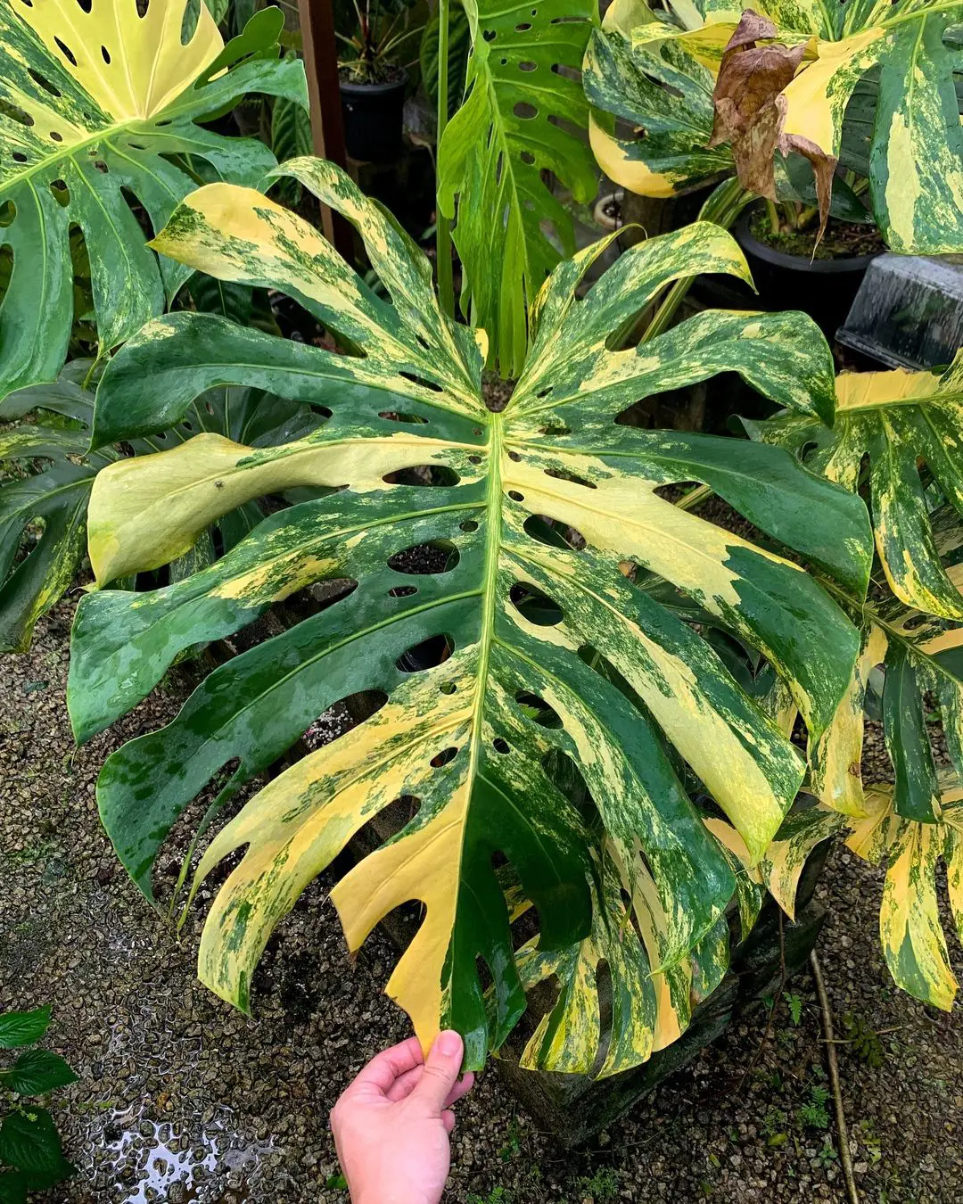 10 Reasons Why Monstera Is Turning Yellow And How To Fix It