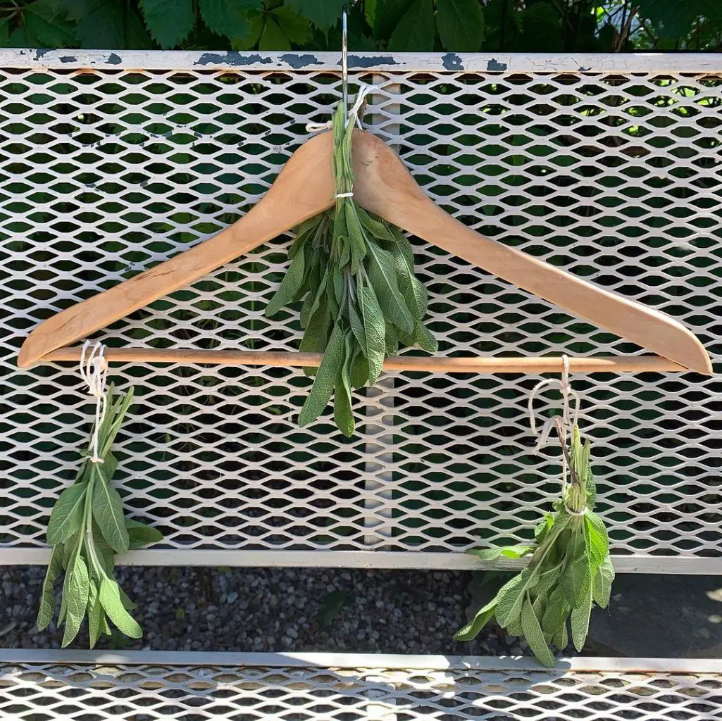 10 Ways To Dry Oregano At Home