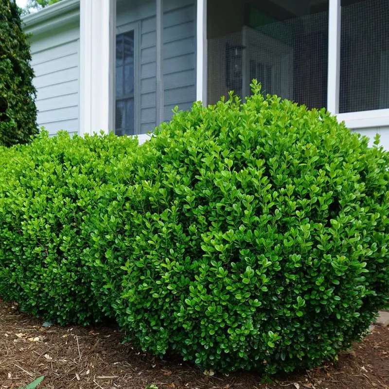 How And When To Prune Boxwood Shrubs