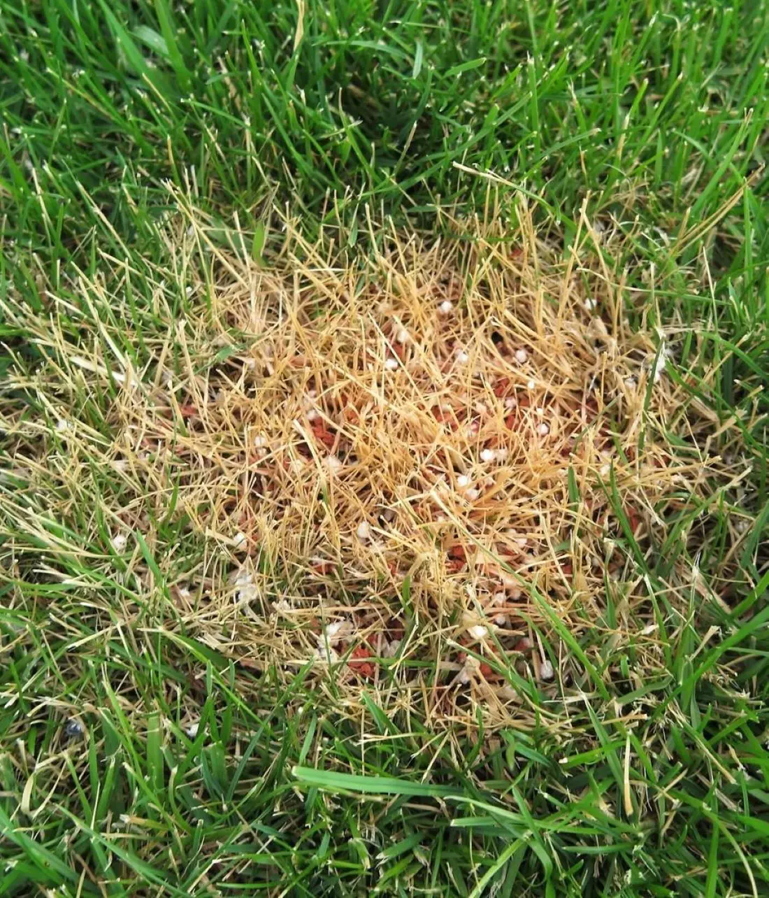 Fertilizer Burn: What Does It Look Like And How To Fix?