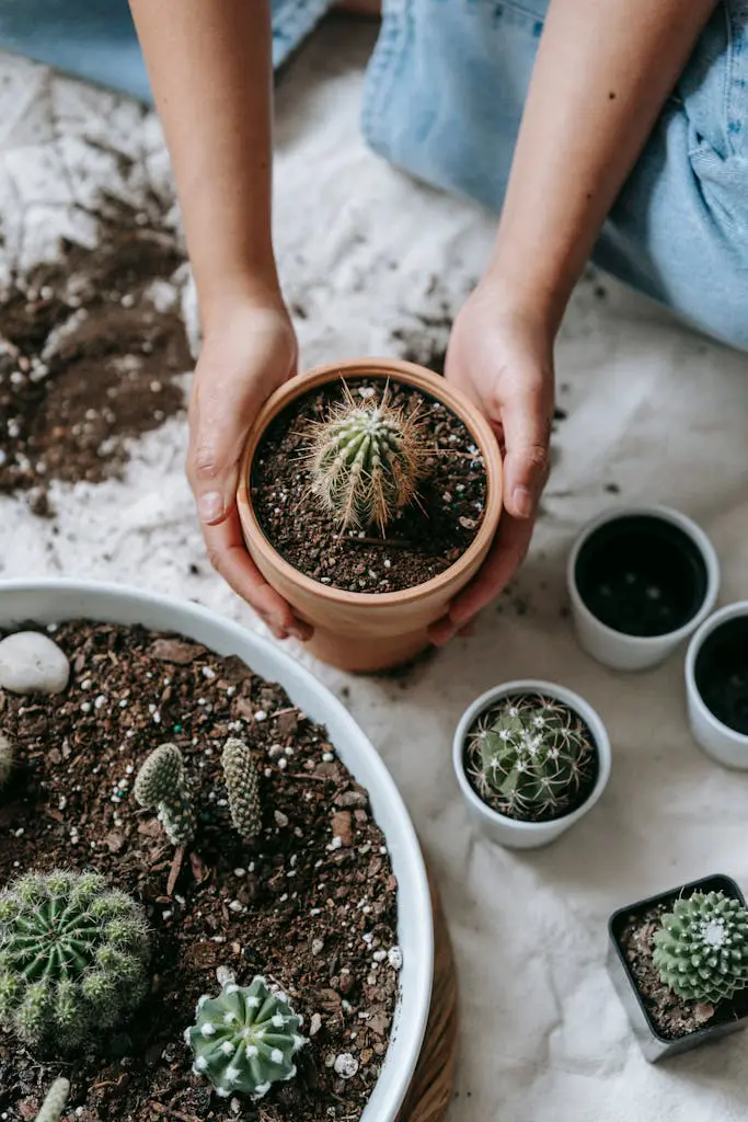 A Guide To Selecting Soil For Succulents