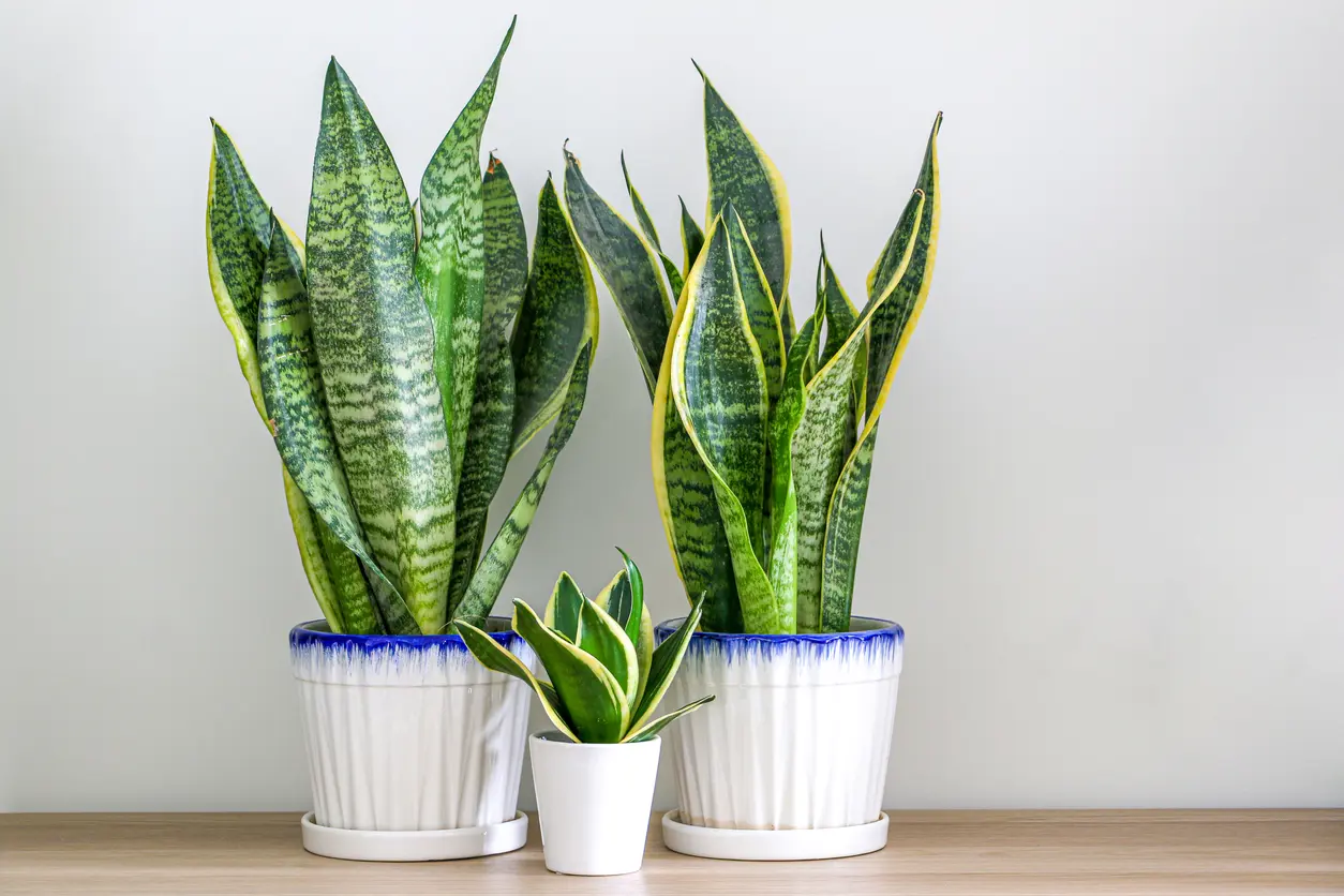 How to Plant, Grow, and Care for Snake Plant