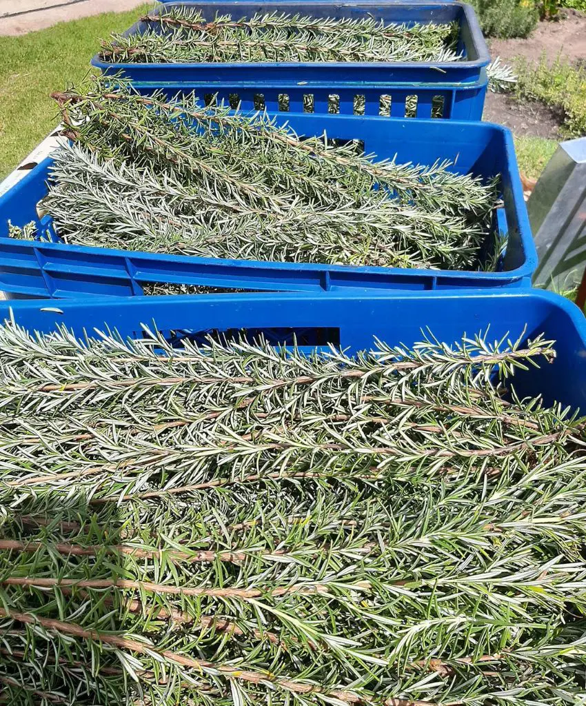 How To Dry Rosemary And Preserve Them