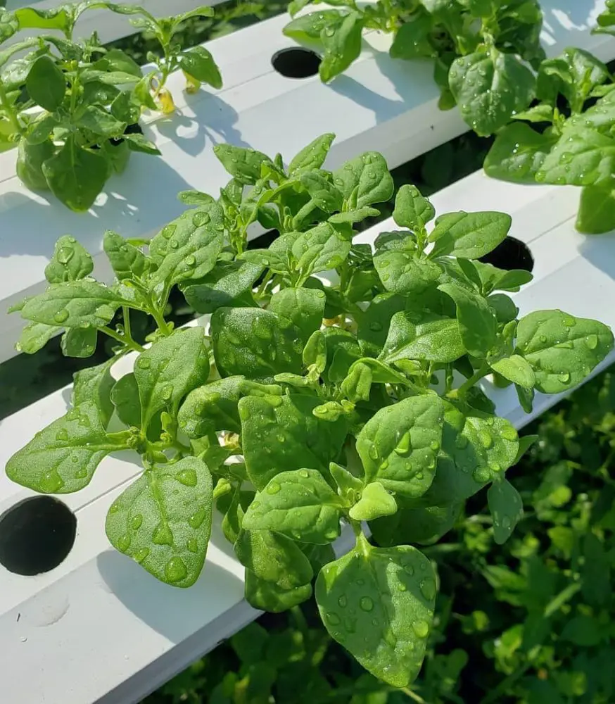 How to Plant, Grow And Care For Spinach?