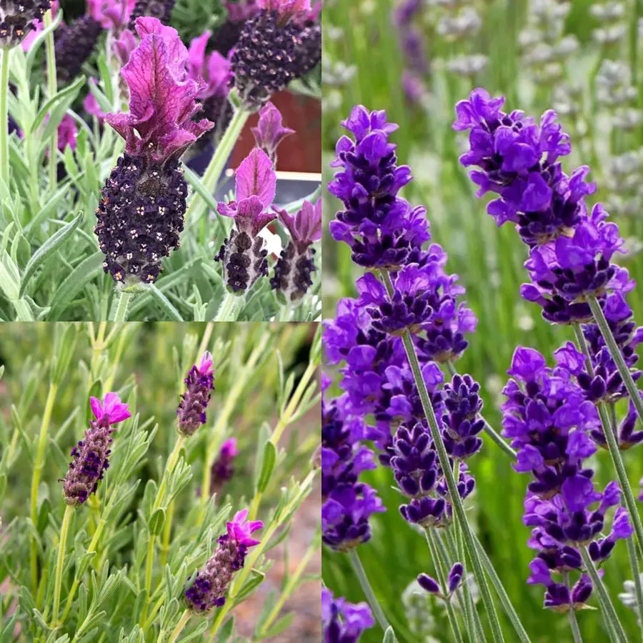 Care Tips For Lavender Plant