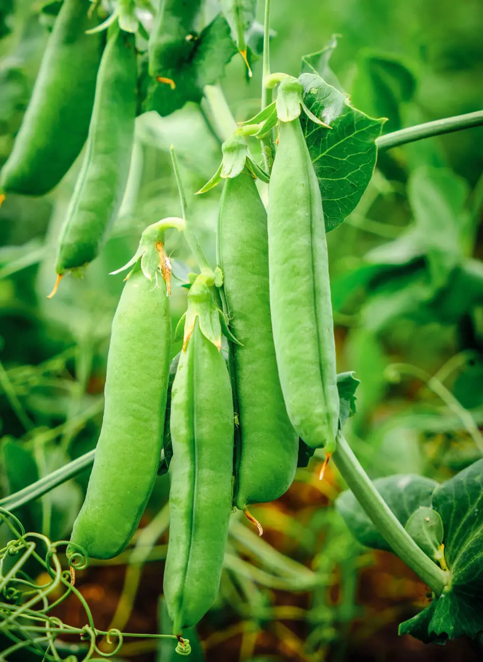 11 Companion Plants For Peas