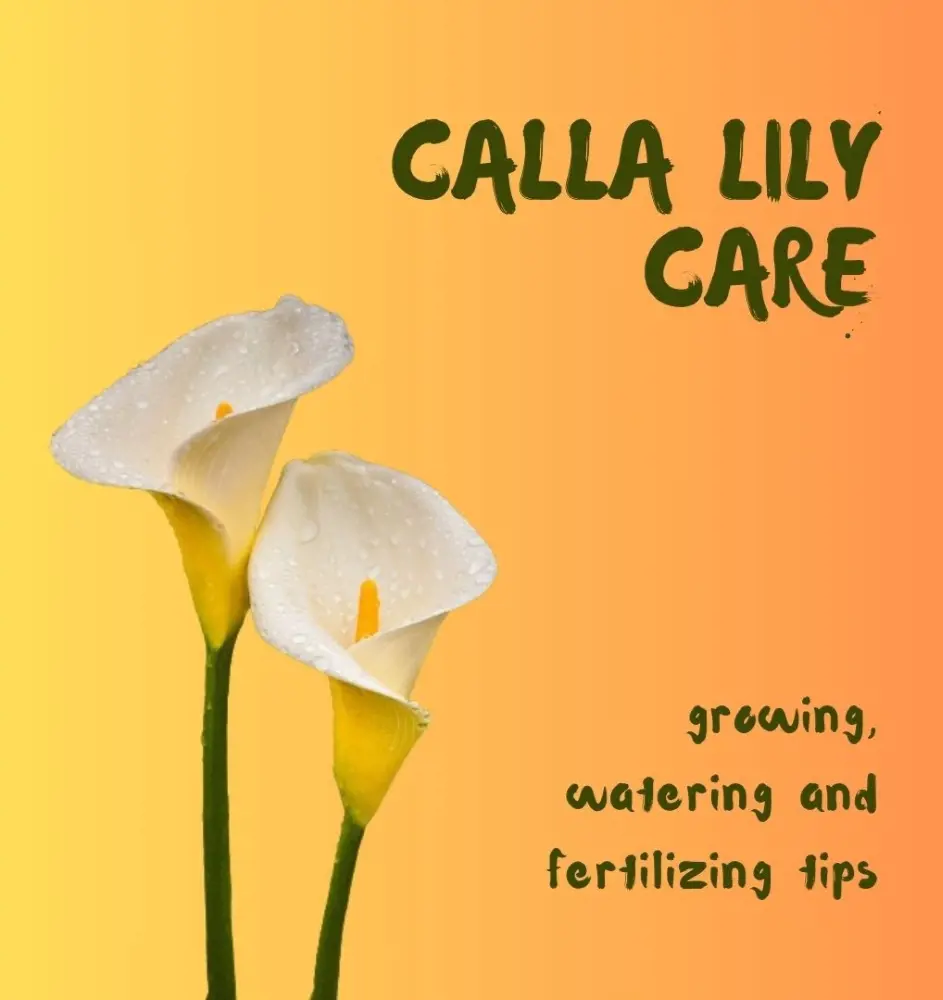 Calla Lily Care: Growing, Watering and Fertilizing Tips