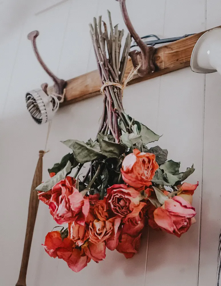 How to Preserve a Rose So They Last Forever