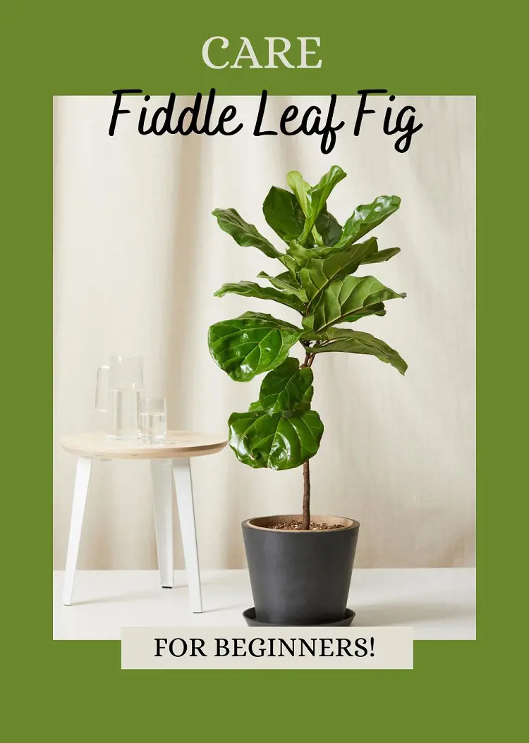 Fiddle Leaf Fig Tree Care Tips For Beginners