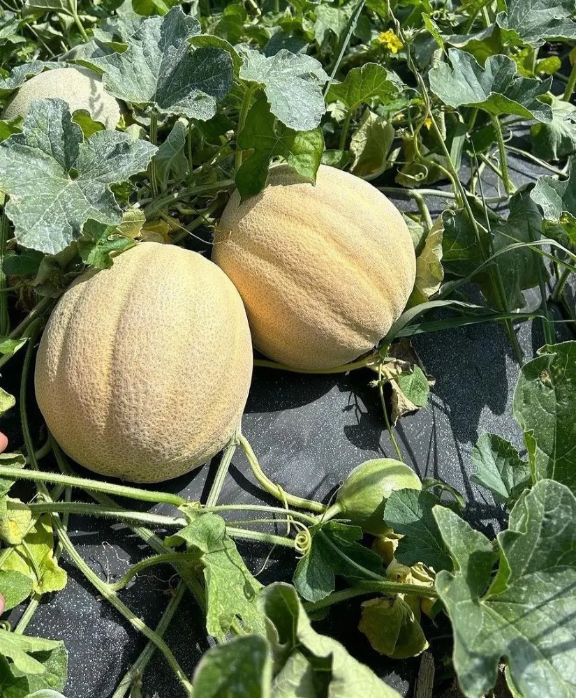 How To Grow And Care For Cantaloupe