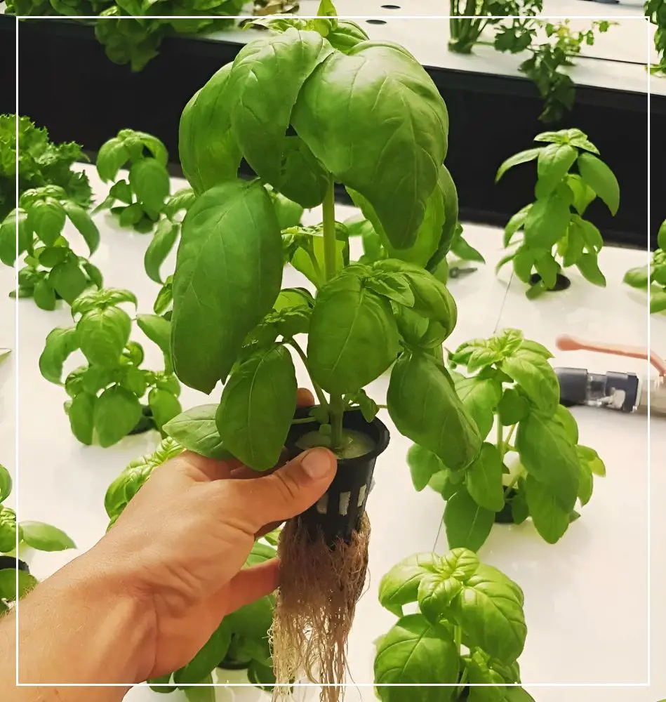 Basil Propagation Methods: Flowers, Seeds or Cuttings