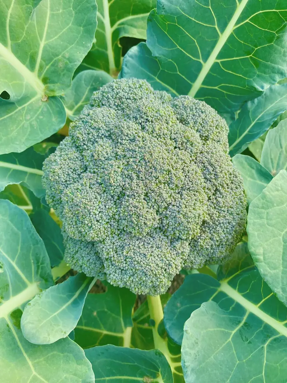 16 Broccoli Companion Plants For Your Organic Garden