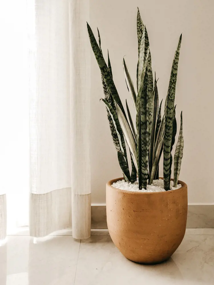 How To Propagate Snake Plants