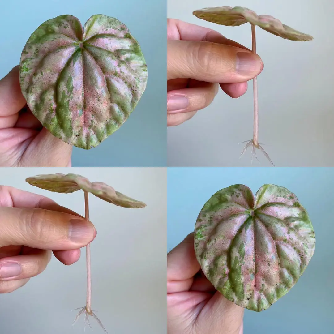 How To Propagate Peperomia Plant Step-By-Step