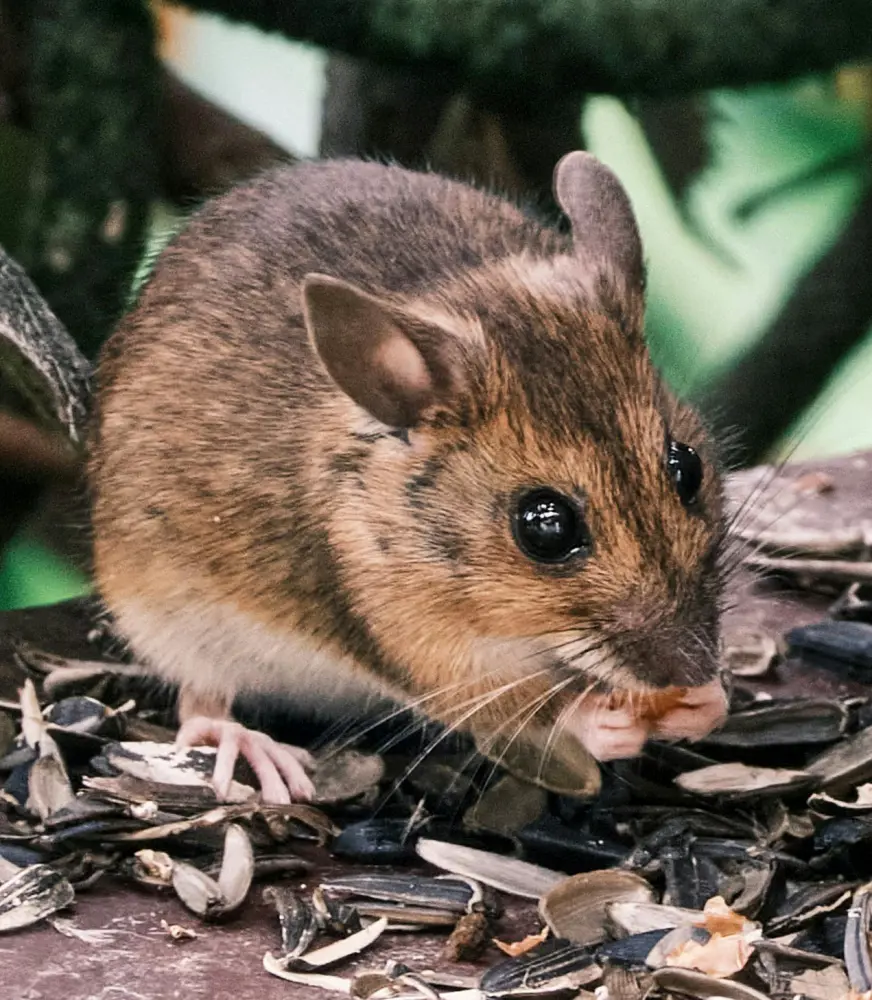 How To Get Rid Of Mice Naturally