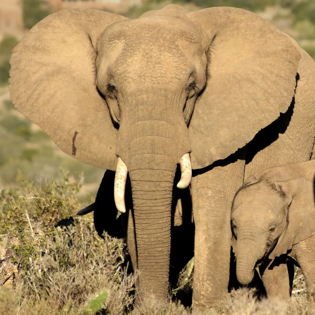 20+ Amazing Animals That Start With E