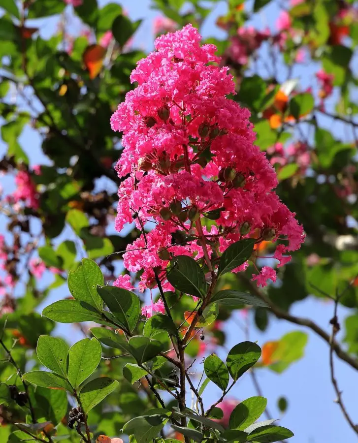 When To Prune Crepe Myrtle Tree