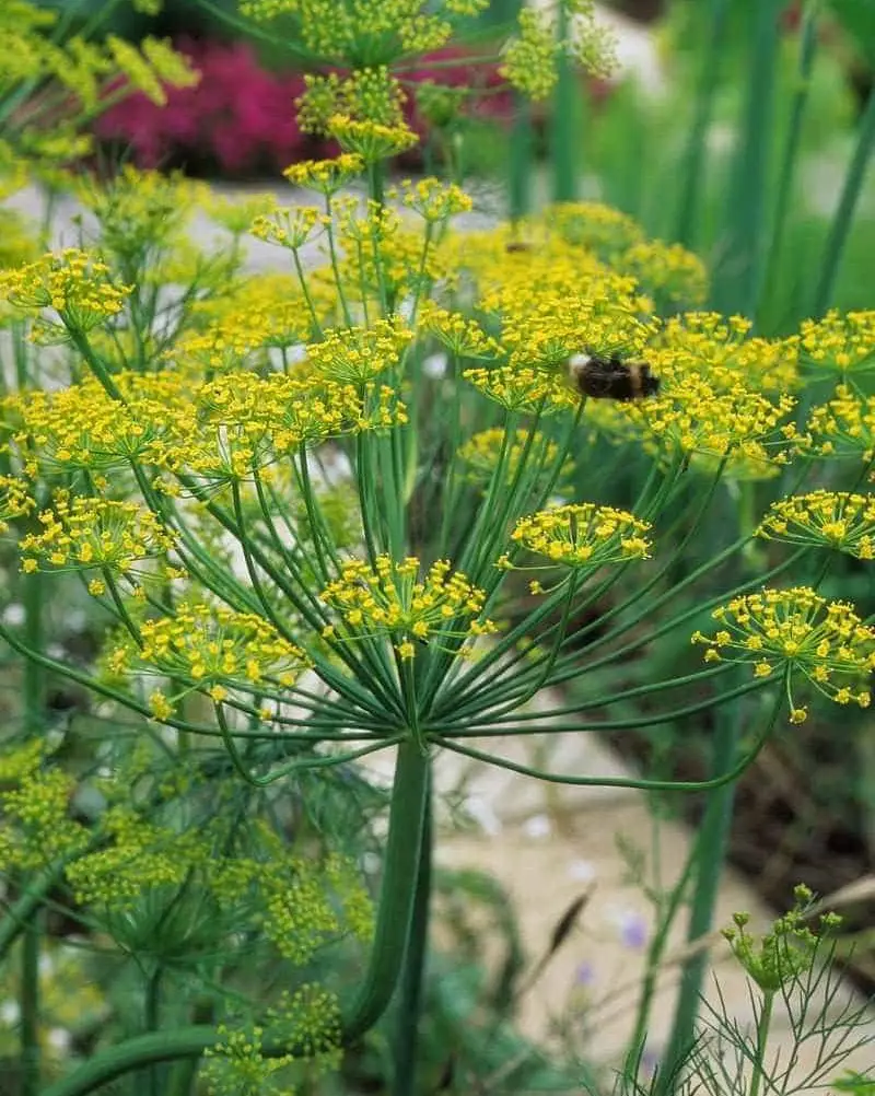 Dill Companion Plants That Goes Well In Your Garden