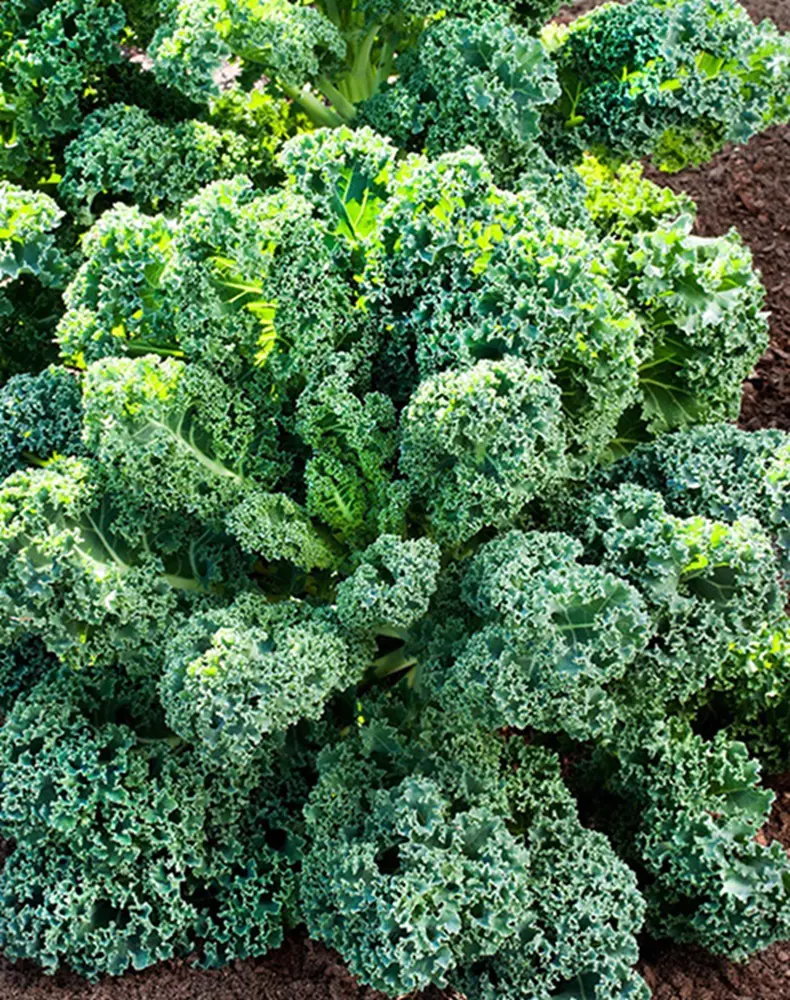 20 Kale Companion Plants For A Green Garden