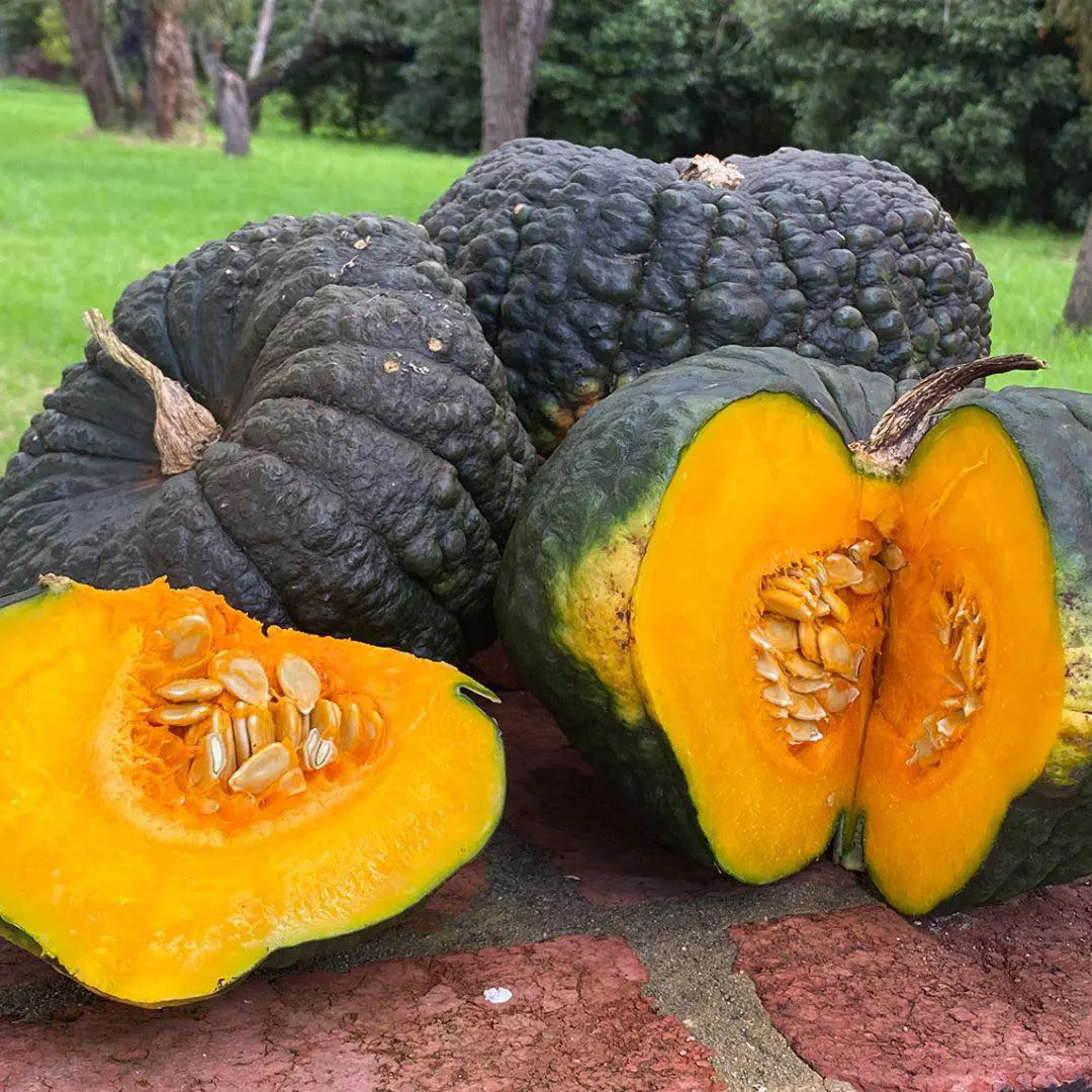 How To Grow Pumpkins In Your Garden