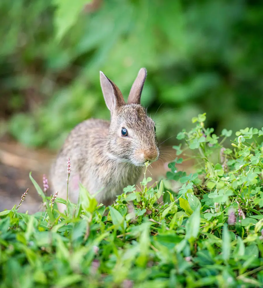 20 Rabbit Resistant Plants To Grow