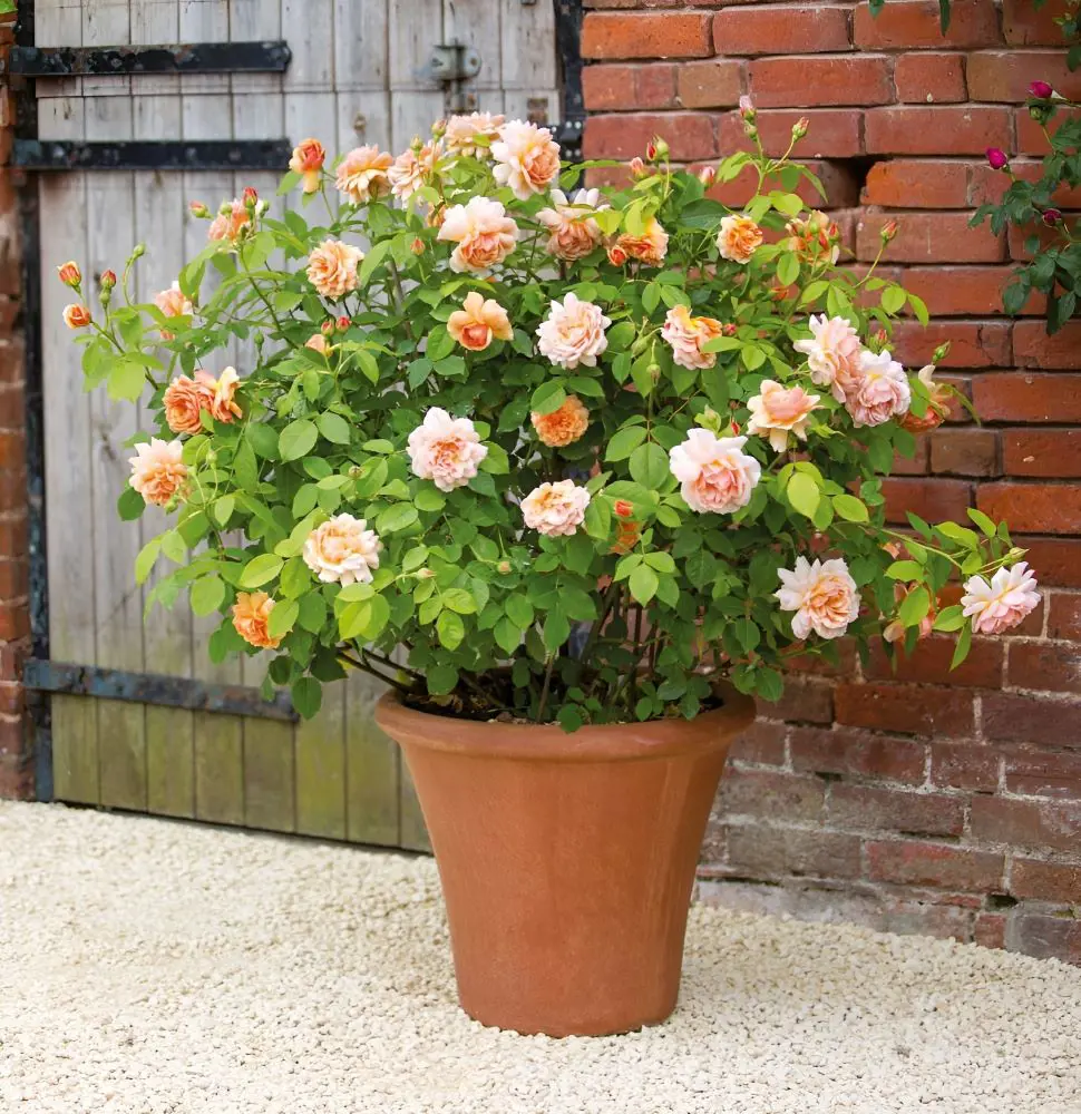 How To Propagate Roses In 12 Steps