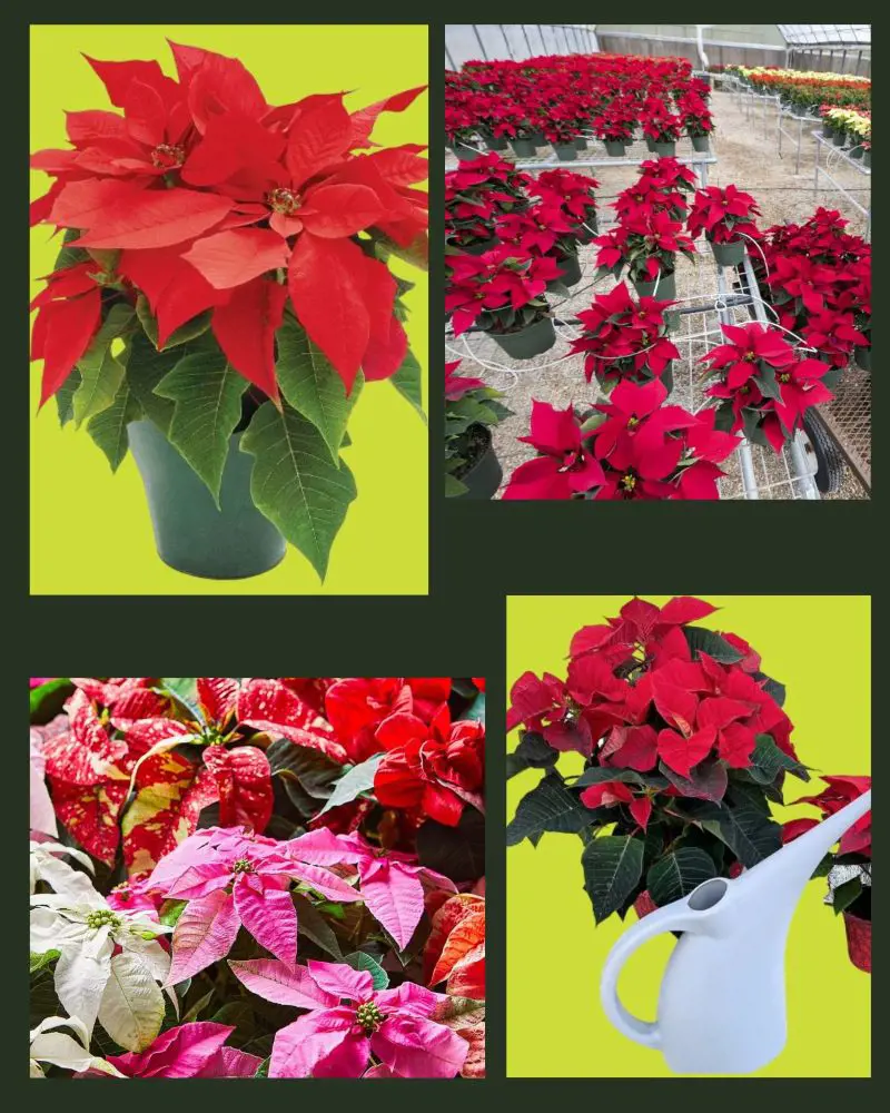 How To Care For Poinsettia Flower
