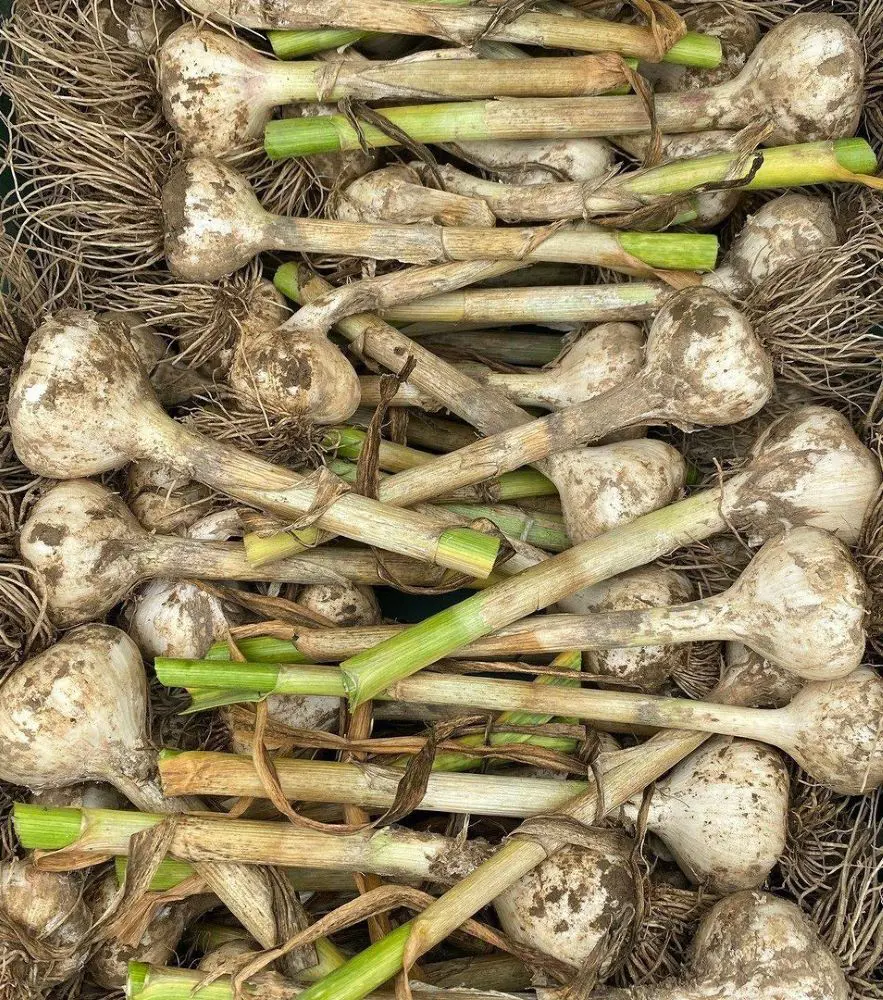 How To Harvest Garlic With Foolproof Methods