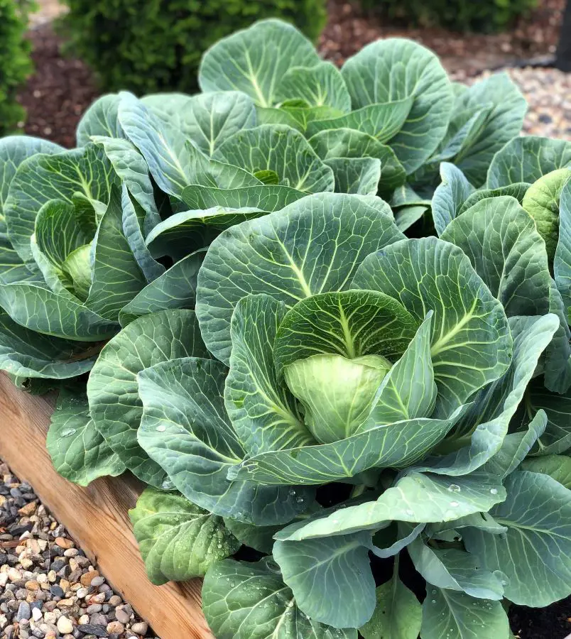 10 Step Guide On How to Grow Cabbage Successfully