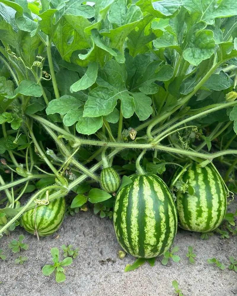 20 Companion Plants For Watermelon