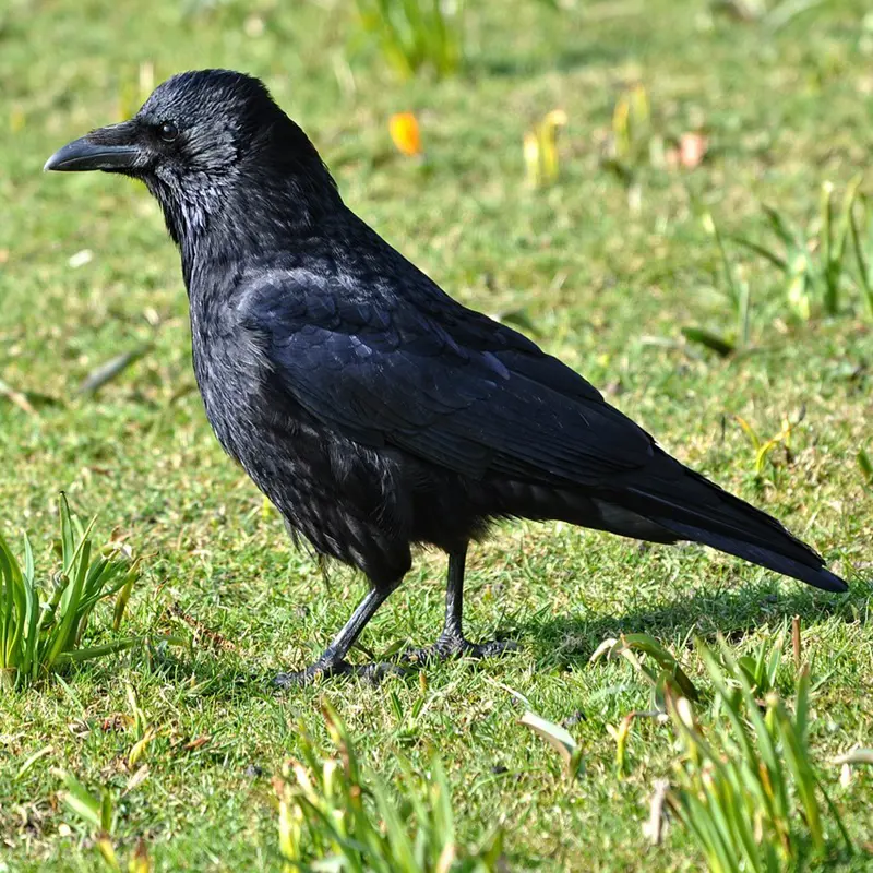 What Do Crows Eat In Your Home And Wild