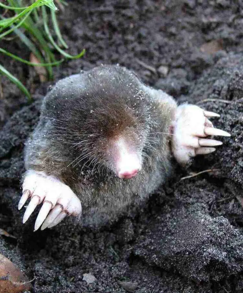 How To Get Rid Of Moles In Yard