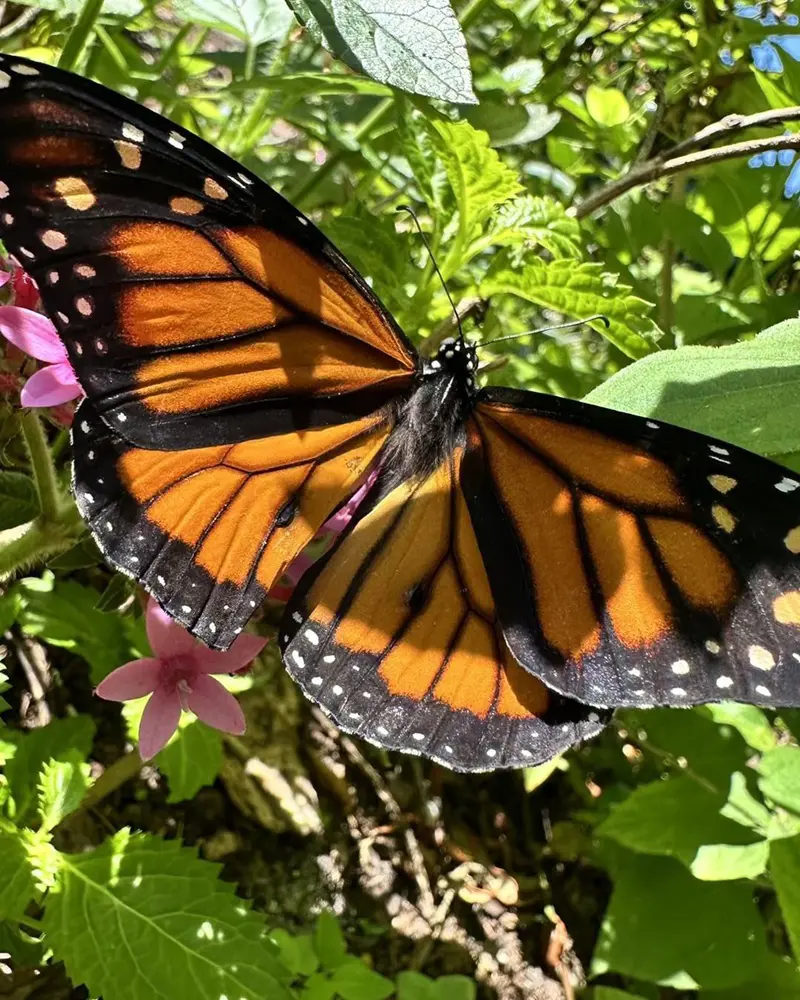 15 Facts About Monarch Butterfly Migration