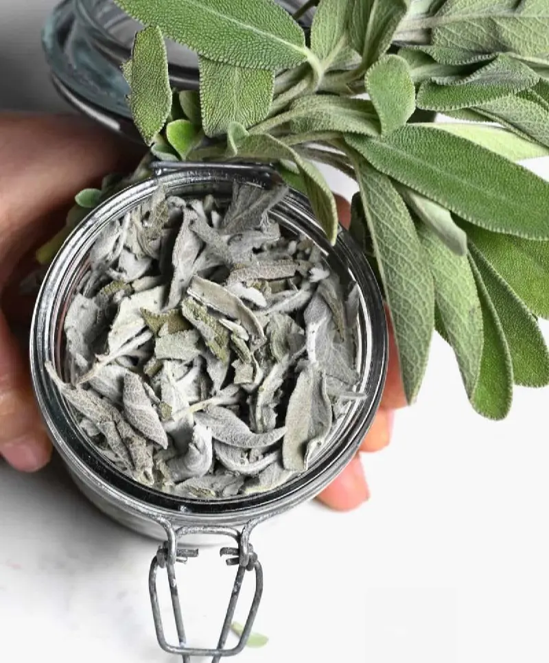 12 Ways To Dry Sage At Home