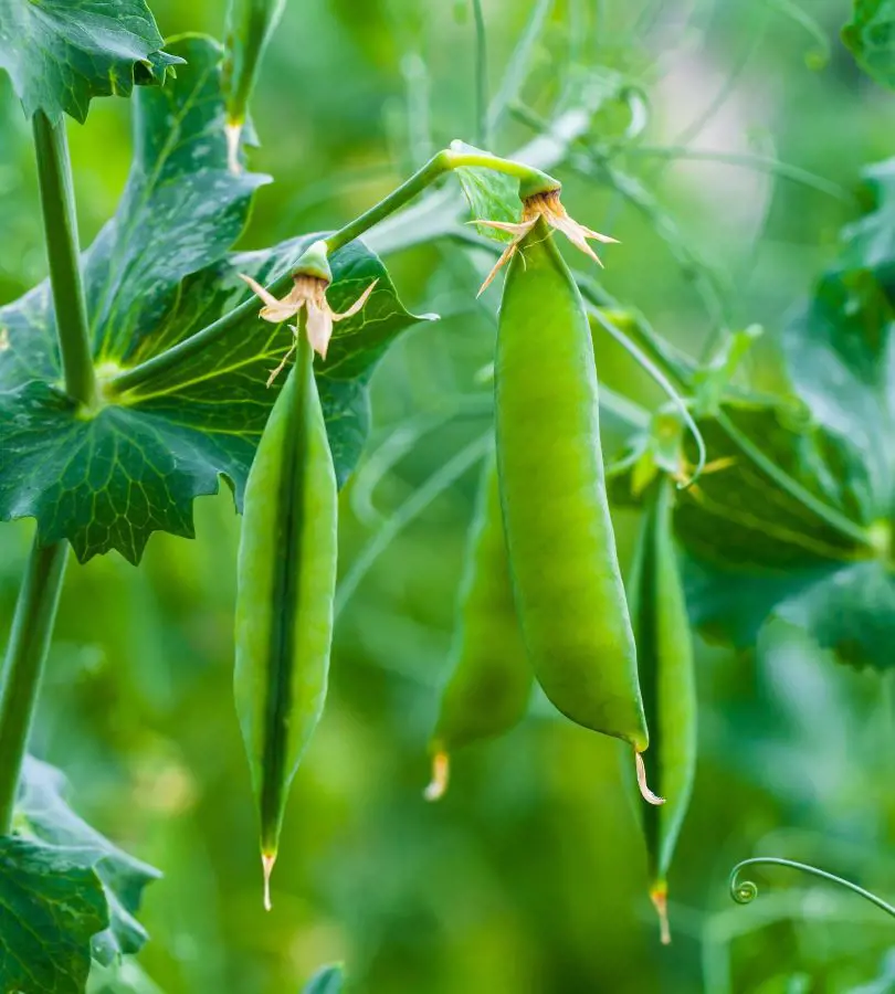 How To Grow Peas With These Simple Steps