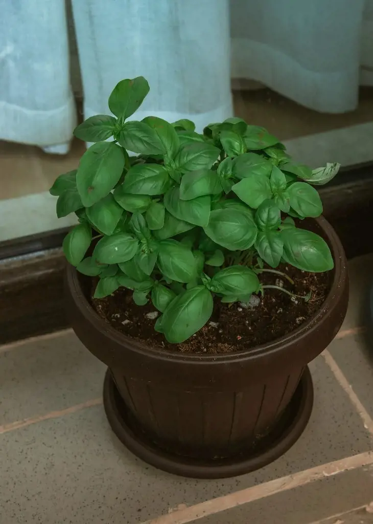 How To Grow Basil