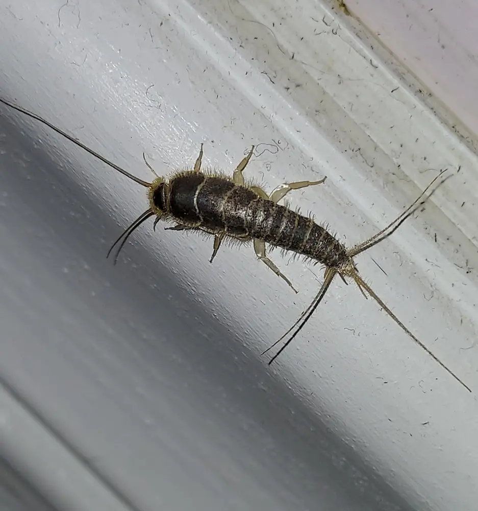 How To Get Rid Of Silverfish In House